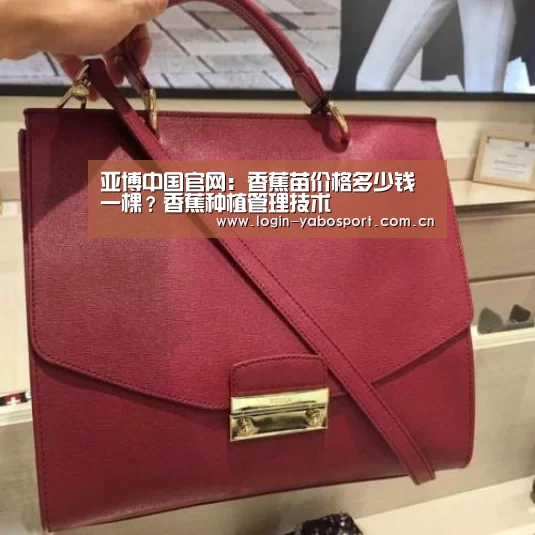 亚博中国官网：香蕉苗价格多少钱一棵？香蕉种植管理技术