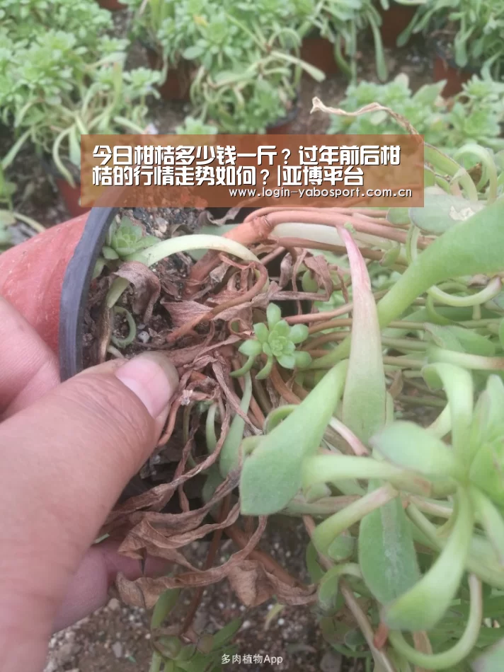 今日柑桔多少钱一斤?过年前后柑桔的行情走势如何?|亚博平台(图3) 亚博平台